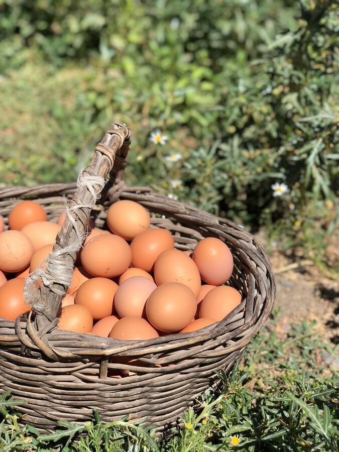 Canasto de huevos frescos Don Tapirca recién recolectados en El Toco