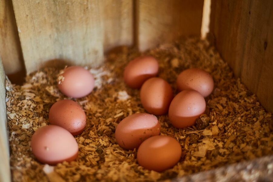 Huevos frescos en el nidal de las gallinas