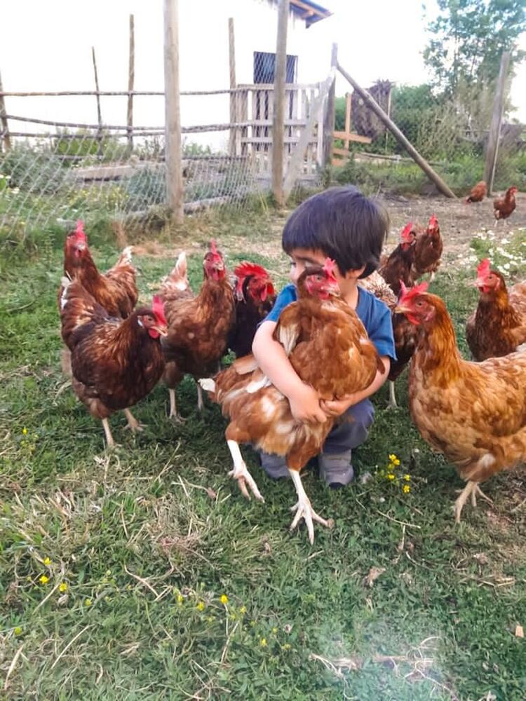 Uno de nuestros hijos junto a las gallinas de Huevos Don Tapirca en El Toco
